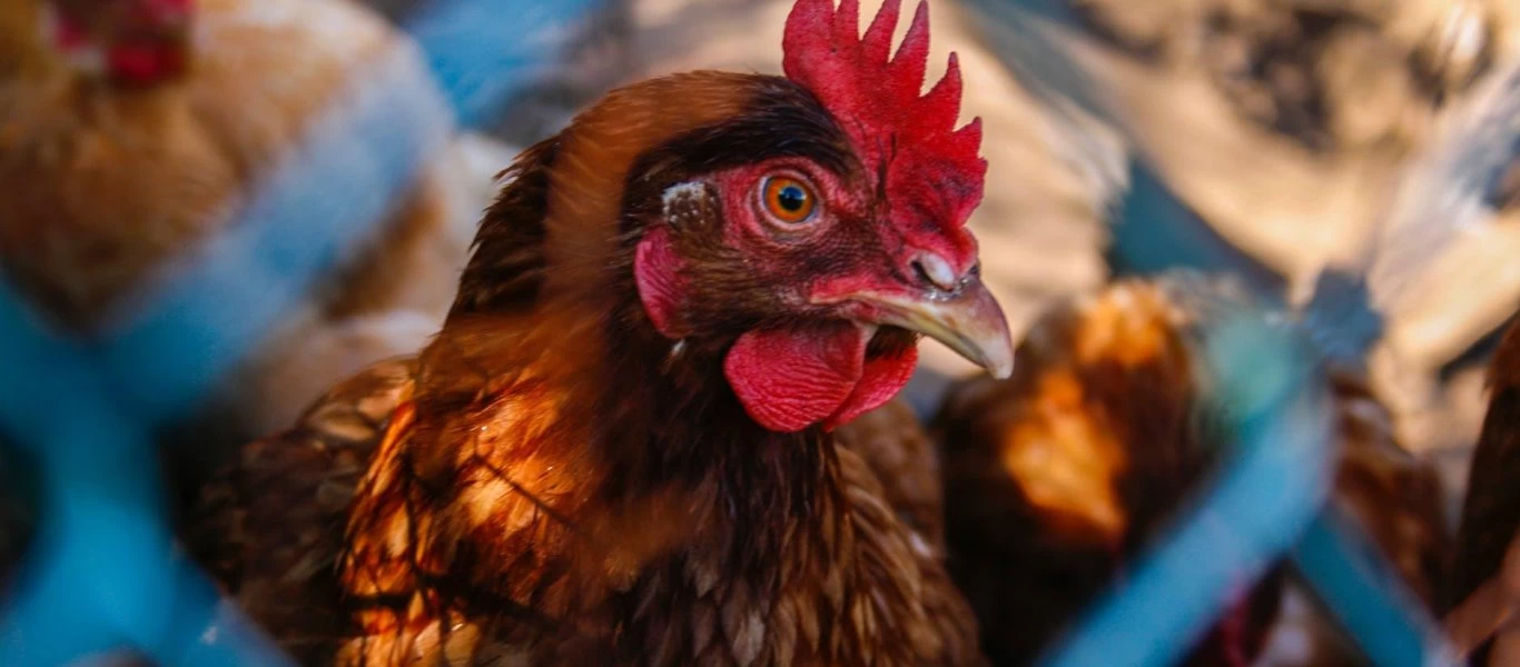 Η νέα πανδημία; - «Συναγερμός» για την εξάπλωση του ιού Η5Ν8 της γρίπης των πτηνών - Είναι ήδη σε 46 χώρες